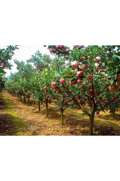 Яблуня Фуджі Фубракс посадка